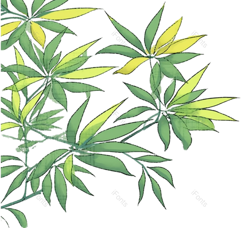 叶子图片,边框元素,纹理PNG,元素免抠素材